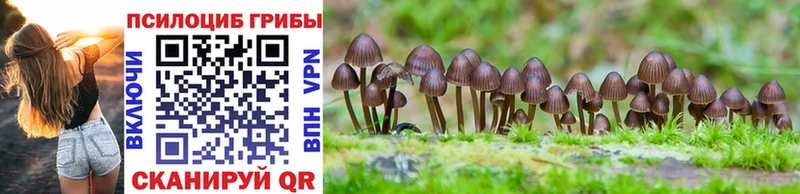 Галлюциногенные грибы Psilocybine cubensis  Сураж 